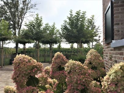 Klassieke aangelegde landelijke tuin met platines en oud-Hollandse klinkers - Hamont-Achel